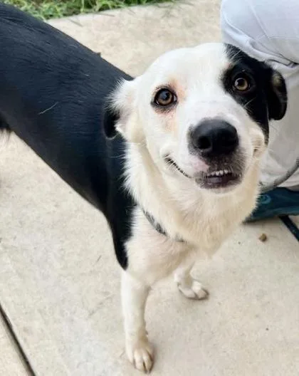 An adult medium-sized female Black Mixed Breed dog named Millie for adoption in Georgetown, TX