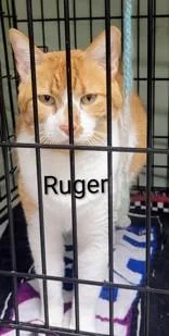 A senior large-sized male Orange & White Domestic Short Hair cat named Ruger for adoption in Moline, IL