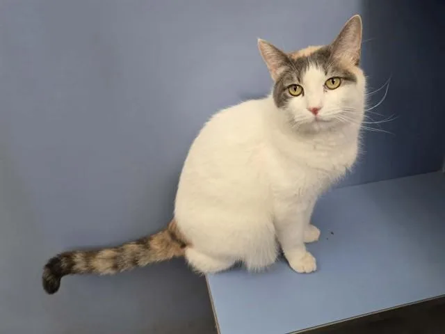 An adult large-sized female Domestic Short Hair cat named Callie for adoption in Martinez, CA