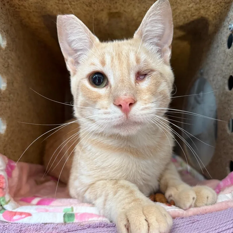 A young large-sized male Orange / Red Domestic Short Hair cat named Sheldon J. Plankton for adoption in Los Angeles, CA