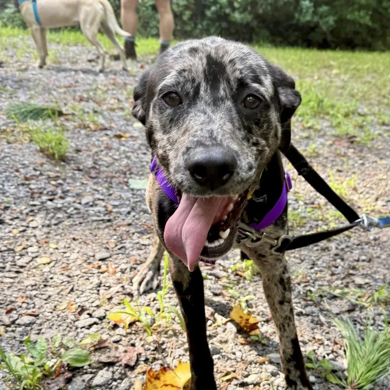 An adult medium-sized female Brindle Mixed Breed dog named Amalia for adoption in Asheville, NC