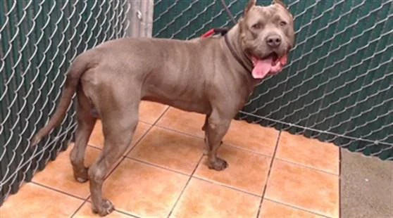 An adult medium-sized male Pit Bull Terrier dog named Blue for adoption in Downey, CA