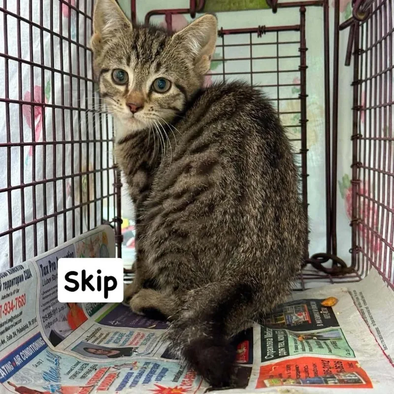 A baby small-sized female Brown / Chocolate Domestic Short Hair cat named Skip for adoption in Philadelphia, PA