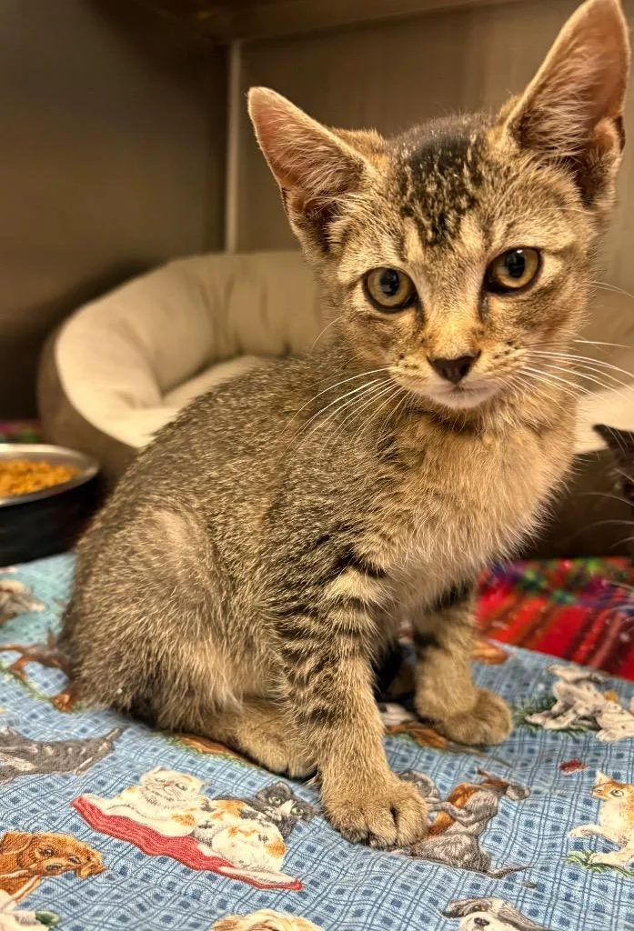 A baby medium-sized female Domestic Short Hair cat named Bubbles for adoption in Greeneville, TN