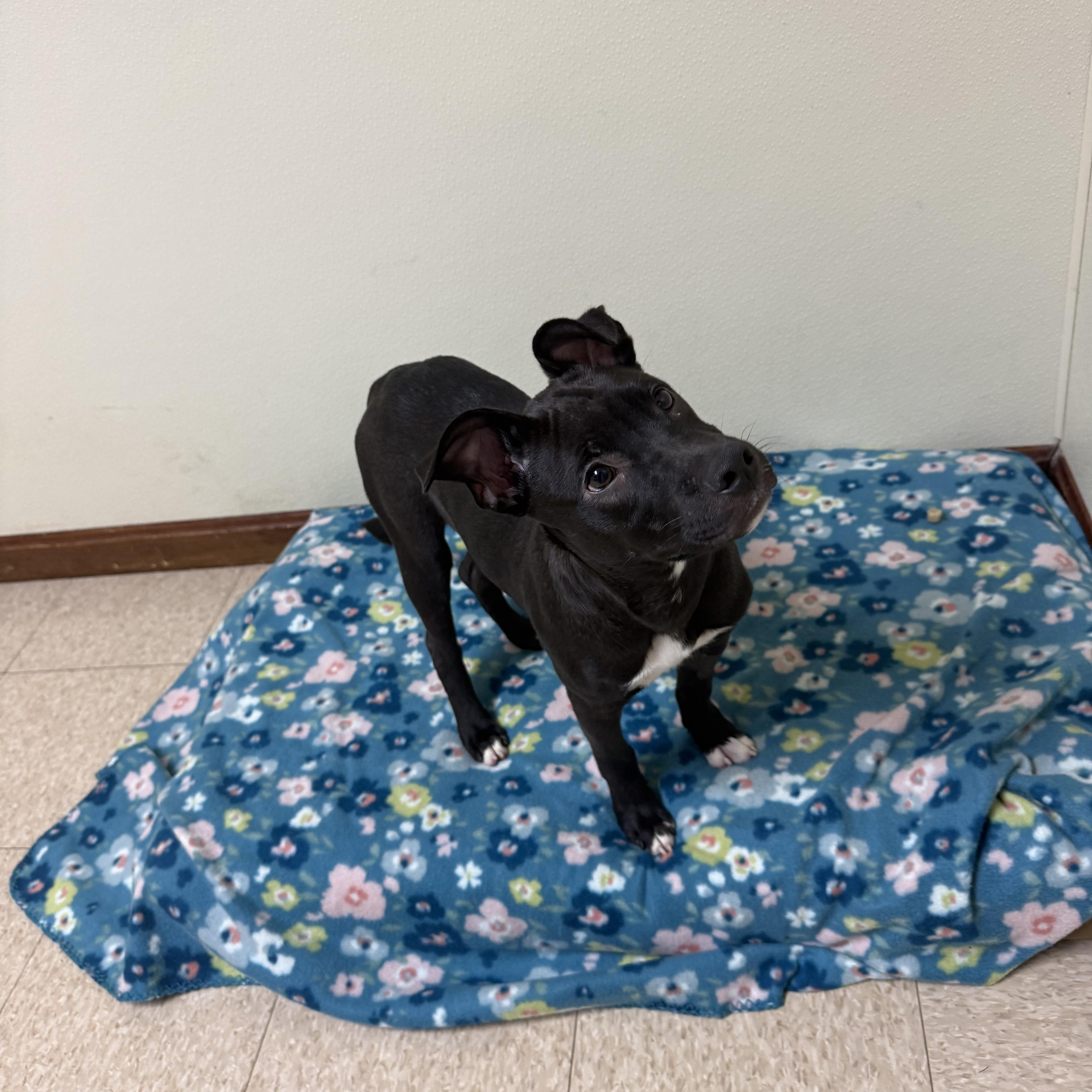 A baby medium-sized male Black Boxer dog named Diesel for adoption in Douglas, MA
