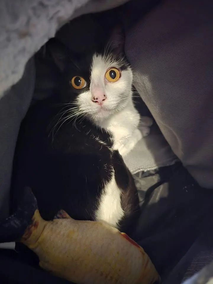 An adult small-sized female Domestic Short Hair cat named Turtle for adoption in Winthrop, ME