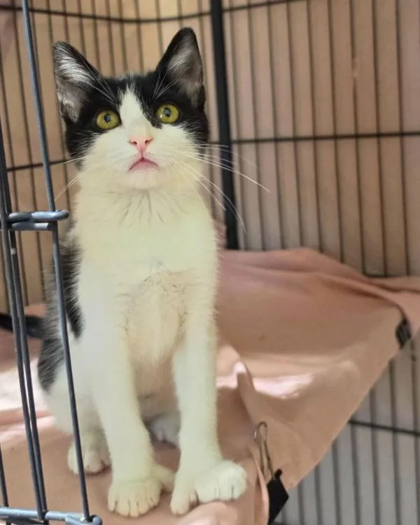 A baby small-sized female Domestic Short Hair cat named Footsie for adoption in Novato, CA