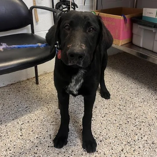 A young medium-sized male Black Labrador Retriever dog named Utah for adoption in Hattiesburg, MS