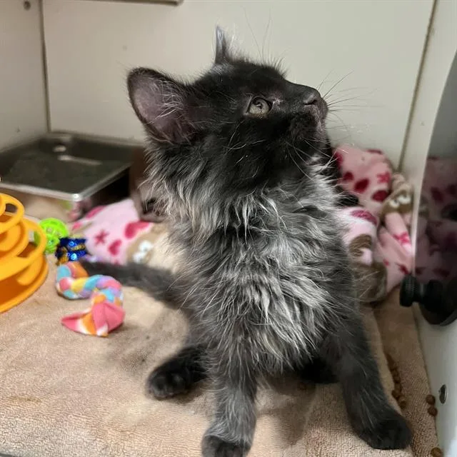 Kona