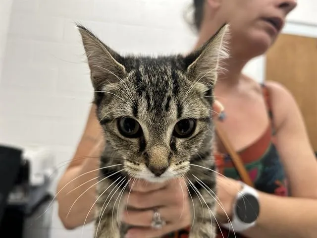 A baby small-sized female Domestic Short Hair cat named Jazmine for adoption in Ocala, FL