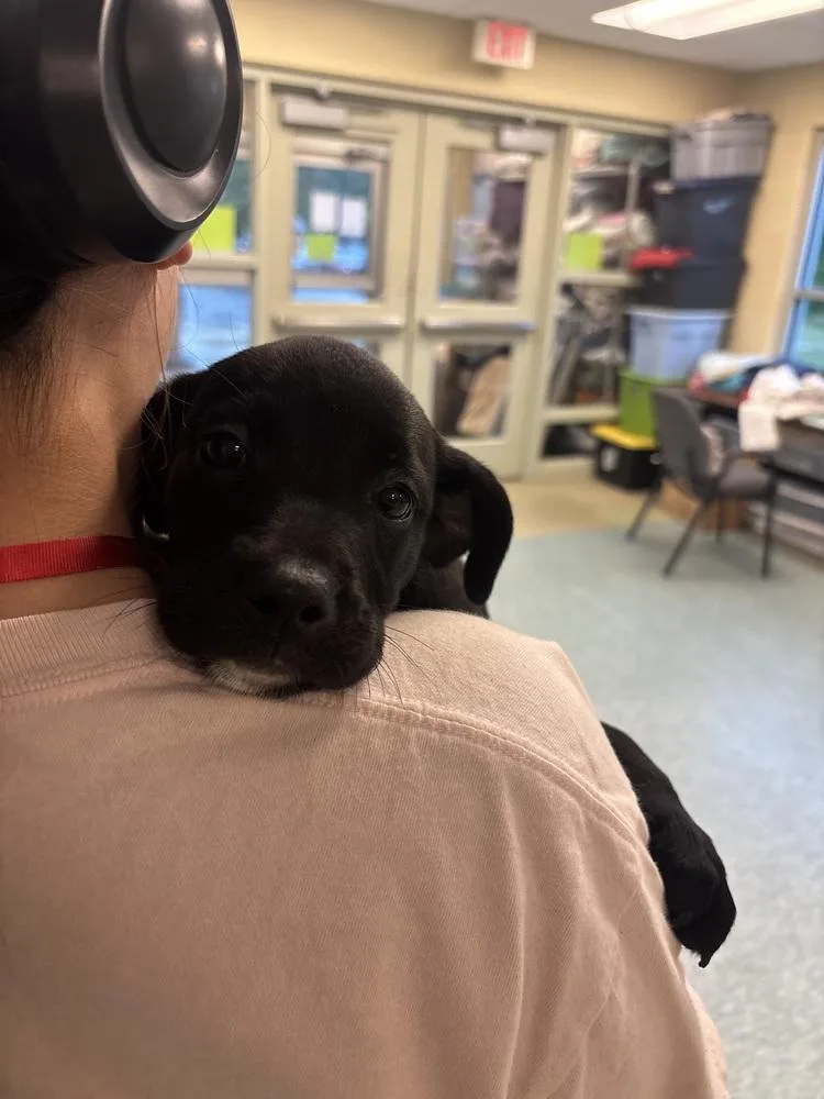 A baby small-sized female Tricolor (Brown, Black, & White) Retriever dog named Whinny for adoption in Kalamazoo, MI