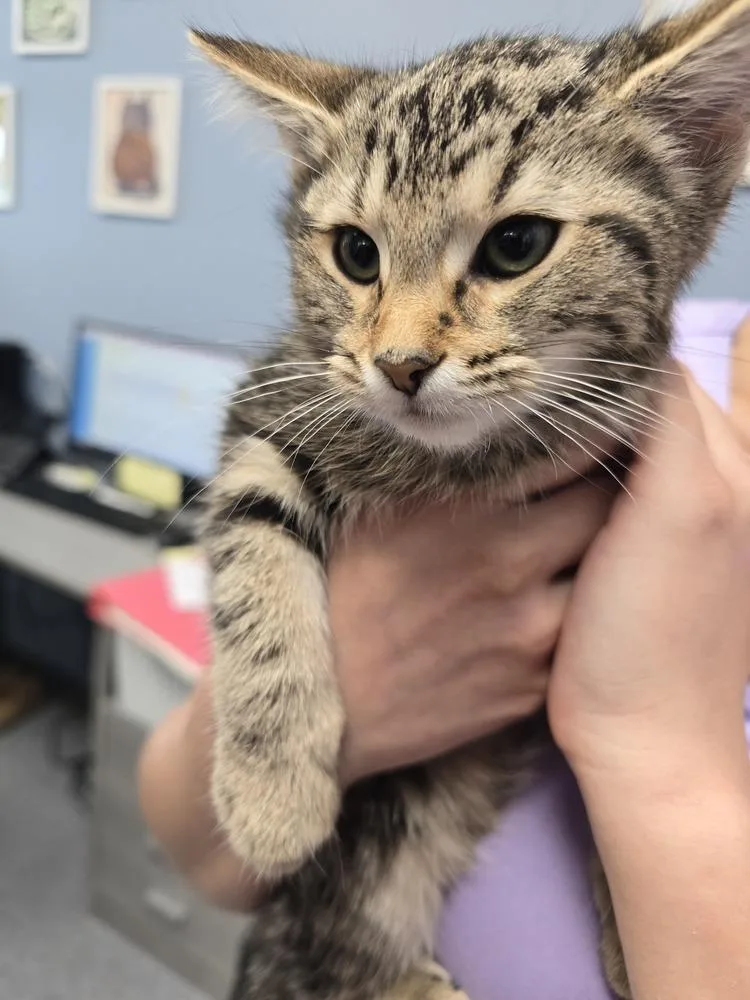 A baby small-sized female Tabby (Brown / Chocolate) Domestic Short Hair cat named Adele for adoption in Evansville, IN