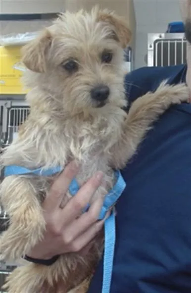 A young small-sized female Terrier dog named Dolce for adoption in Salinas, CA
