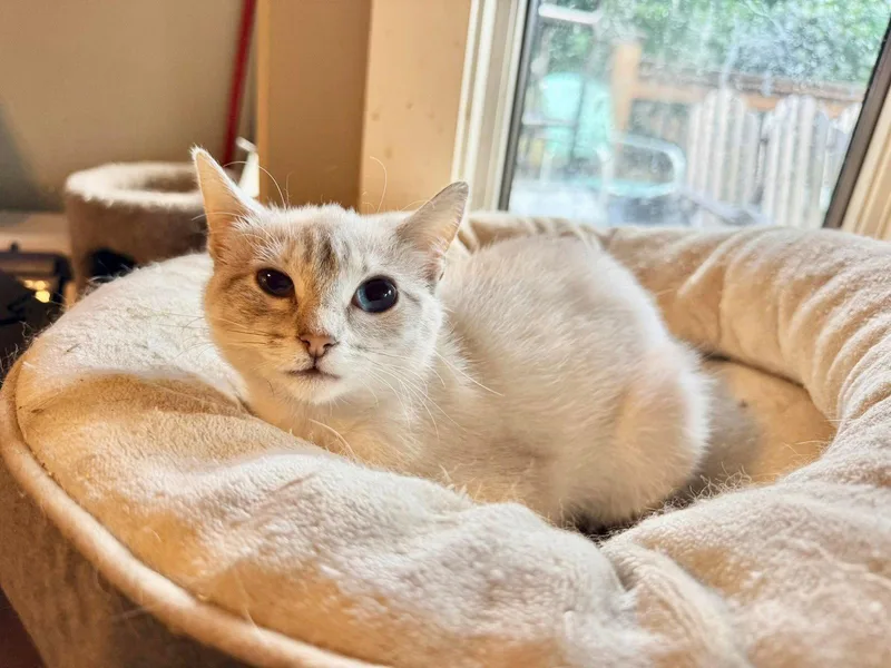 A baby small-sized female Buff / Tan / Fawn Siamese cat named Willow for adoption in Capshaw, AL