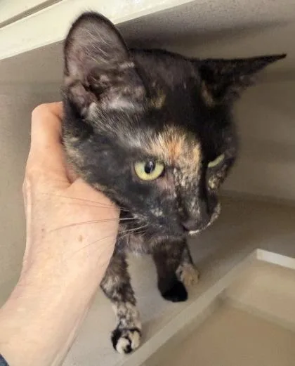 A baby medium-sized female Tortoiseshell Domestic Short Hair cat named Monet for adoption in Salem, NH