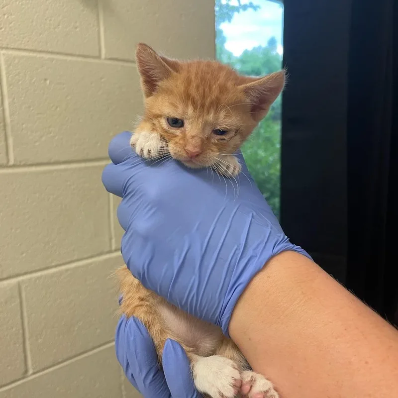 A baby small-sized male Orange / Red Domestic Short Hair cat named Mars for adoption in Charlottesville, VA
