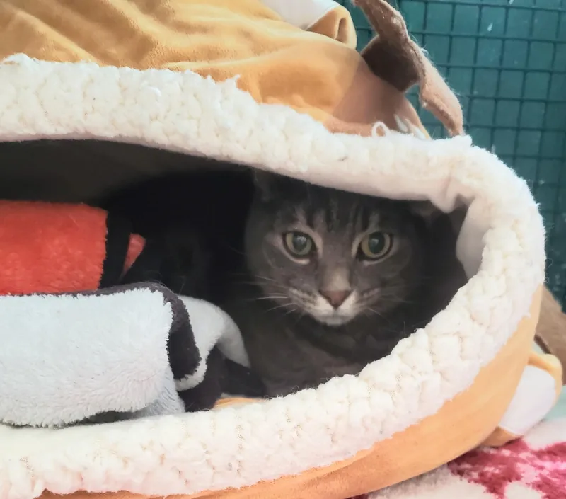 An adult medium-sized male Domestic Short Hair cat named Voltron for adoption in Altoona, PA