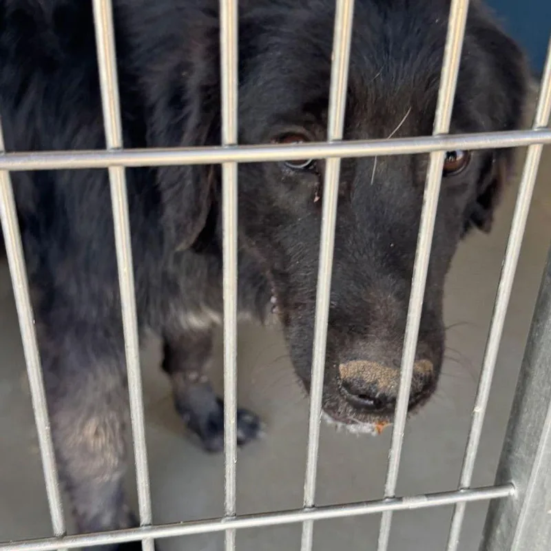 A young medium-sized male Black Great Pyrenees dog named Rosebud for adoption in Kingman, AZ