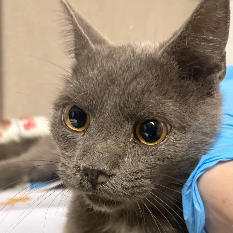An adult small-sized male Gray / Blue / Silver Domestic Short Hair cat named Griseldo for adoption in Yuma, AZ