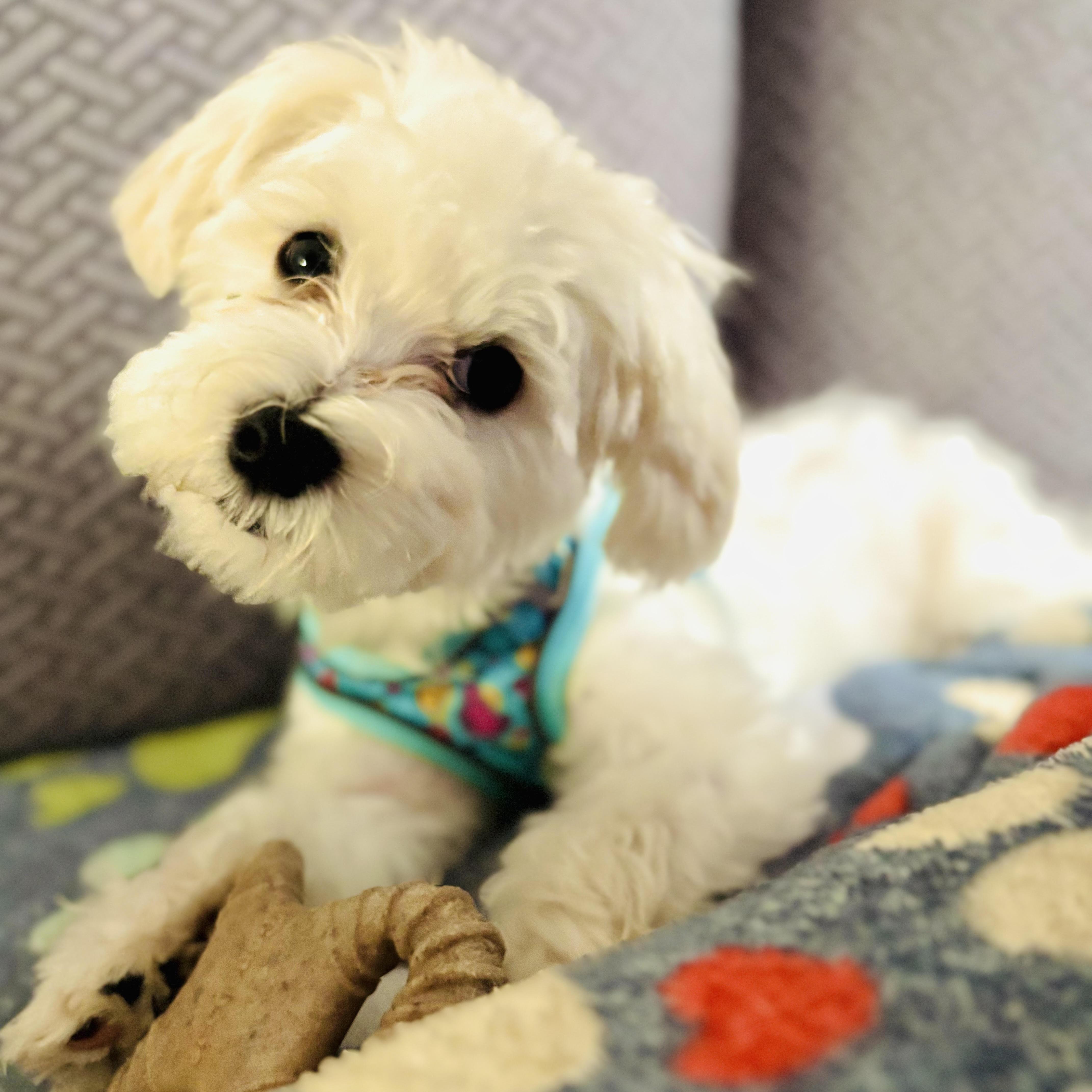 Milo