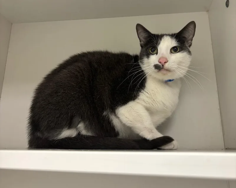 A senior medium-sized male Smoke Domestic Short Hair cat named Patch for adoption in Frankfort, KY