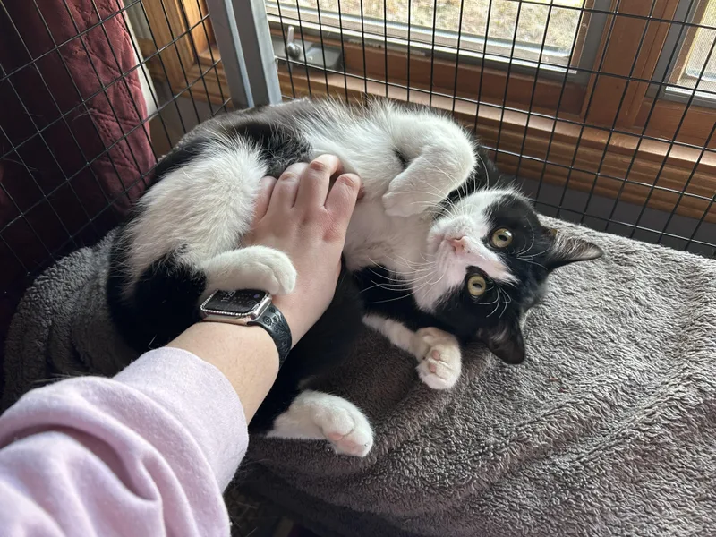 A young medium-sized male Domestic Short Hair cat named Fern for adoption in St. Clair, MI