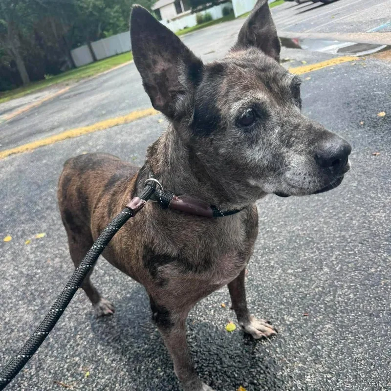 A senior medium-sized female Mixed Breed dog named Victoria for adoption in Seminole, FL