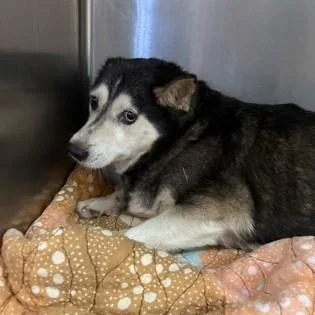 An adult medium-sized female Black Klee Kai dog named Betsy for adoption in Phoenixville, PA