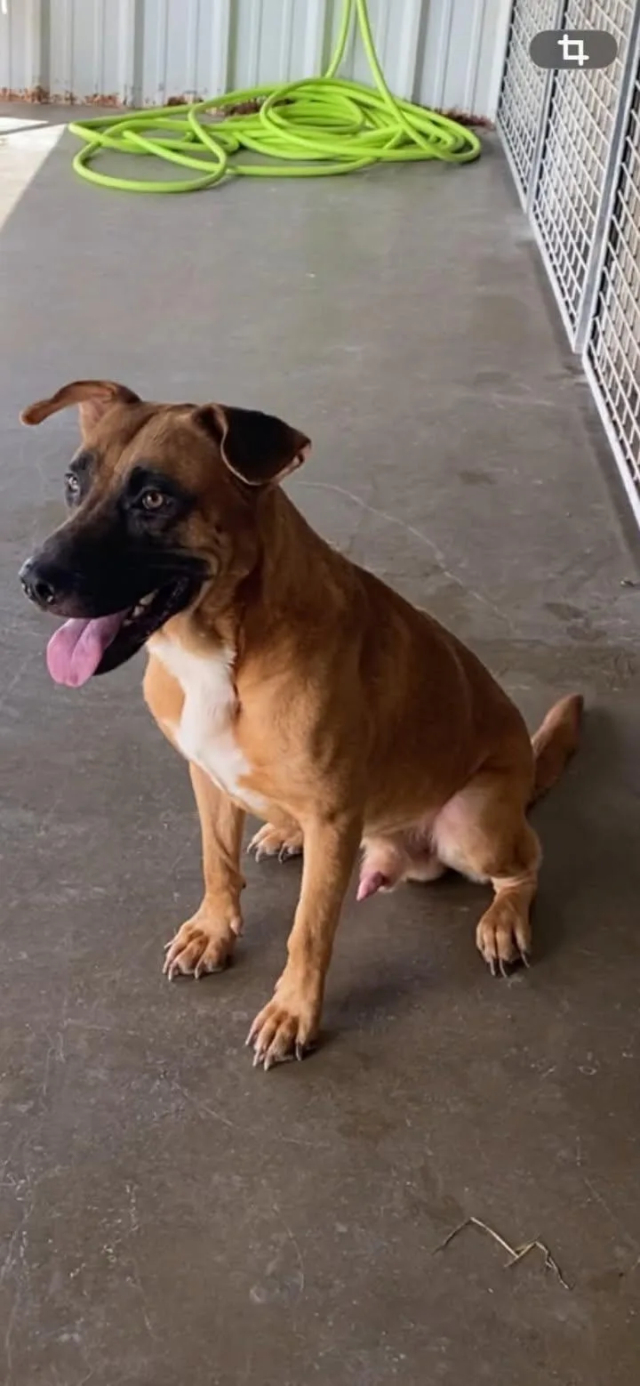 An adult medium-sized male Golden Mixed Breed dog named Macho for adoption in Port Lavaca, TX