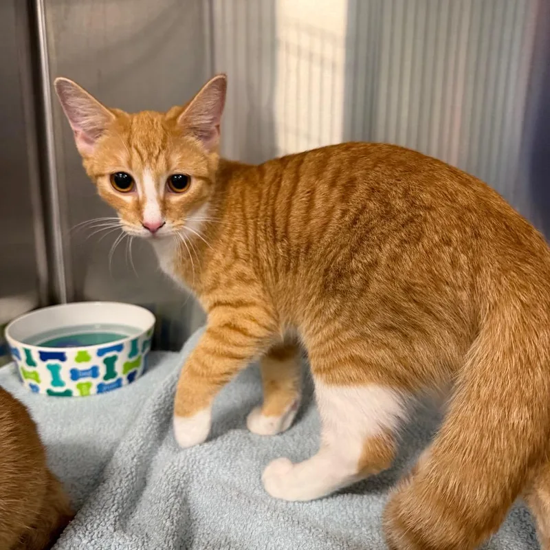 A young small-sized female Orange / Red Domestic Short Hair cat named Yoplait for adoption in Greensboro, NC