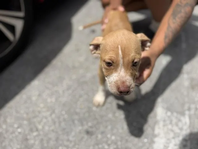 A baby small-sized female American Bulldog dog named Dumpling for adoption in Miami, FL