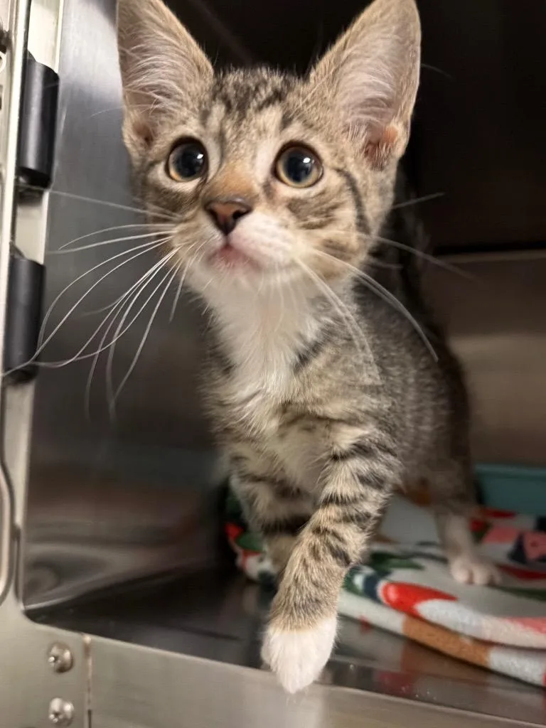 A baby small-sized male Domestic Short Hair cat named Dan for adoption in Ocala, FL