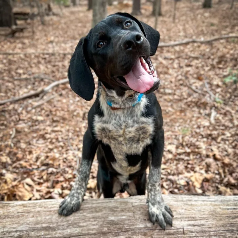A young medium-sized male Black Hound dog named Hopper for adoption in Rocky Mount, VA