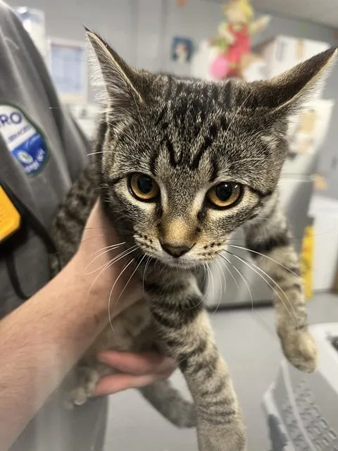 A young medium-sized female Domestic Short Hair cat named Amethyst for adoption in Casper, WY