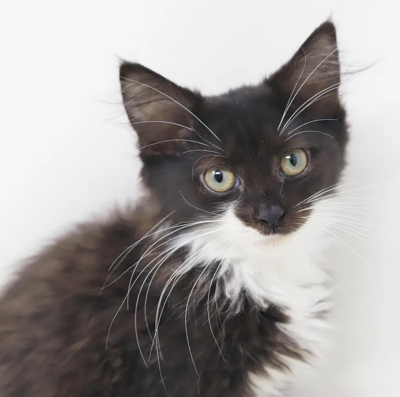 A baby small-sized female Black & White / Tuxedo Maine Coon cat named Zoinks is our purrfect for adoption in Bedford Hills, NY