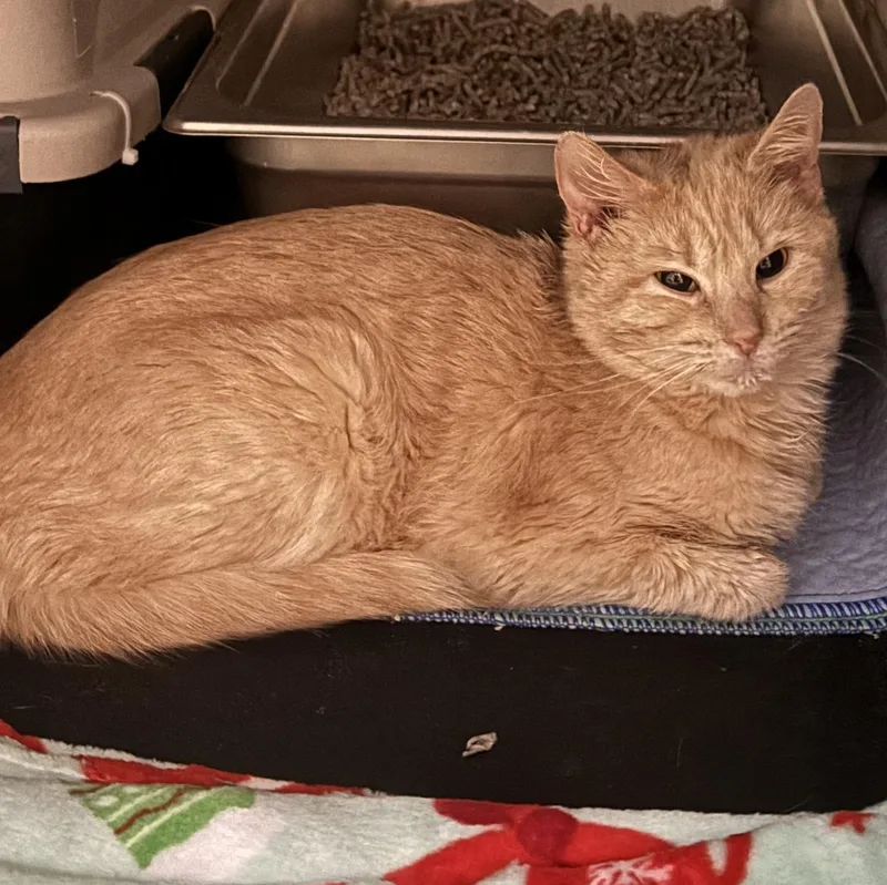 A young small-sized male Buff / Tan / Fawn Domestic Short Hair cat named Stoney for adoption in Pittsburgh, PA