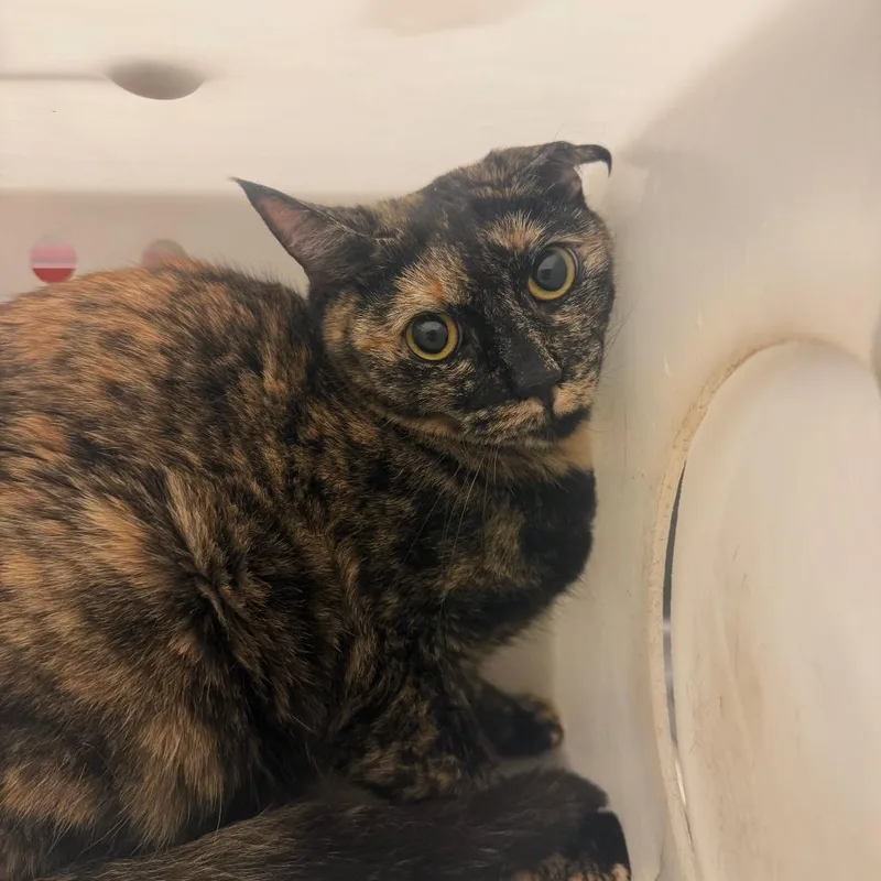 An adult medium-sized female Tortoiseshell Domestic Long Hair cat named Goldy for adoption in Columbus, GA