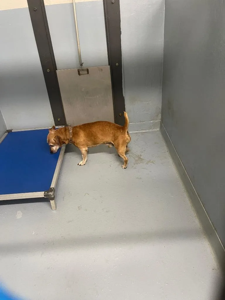 A senior medium-sized male Dachshund dog named Ruban for adoption in Cartersville , GA