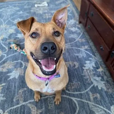 An adult medium-sized female Yellow / Tan / Blond / Fawn Black Mouth Cur dog named Ameri for adoption in Northville, MI