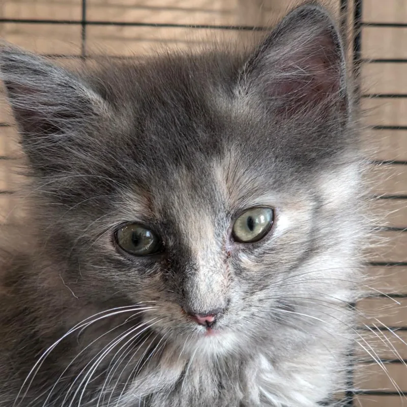 A baby small-sized female Calico Domestic Long Hair cat named Ethel for adoption in Fort Worth, TX