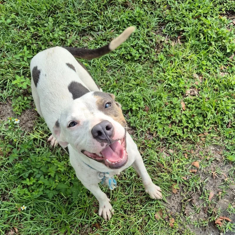 A young medium-sized male White / Cream Mixed Breed dog named Duke for adoption in Lake Panasoffkee, FL