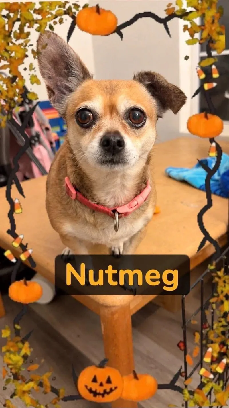 A senior small-sized female Chihuahua dog named Nutmeg for adoption in Panama City, FL