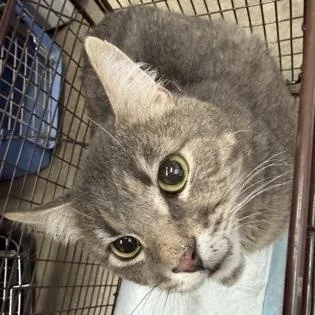 An adult medium-sized male Gray & White Domestic Short Hair cat named Steven Tyler for adoption in Rapid City, SD