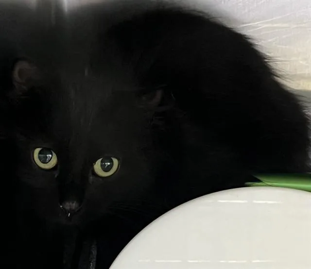 A young small-sized male Domestic Long Hair cat named Tahini for adoption in Upper Marlboro, MD
