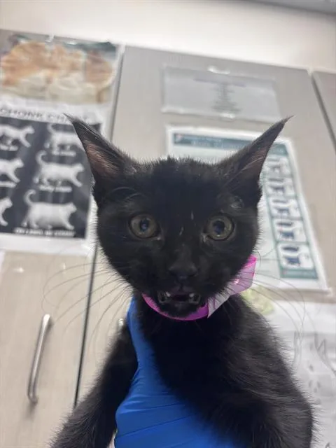 A baby small-sized female Domestic Short Hair cat named Challenger for adoption in Las Vegas, NV
