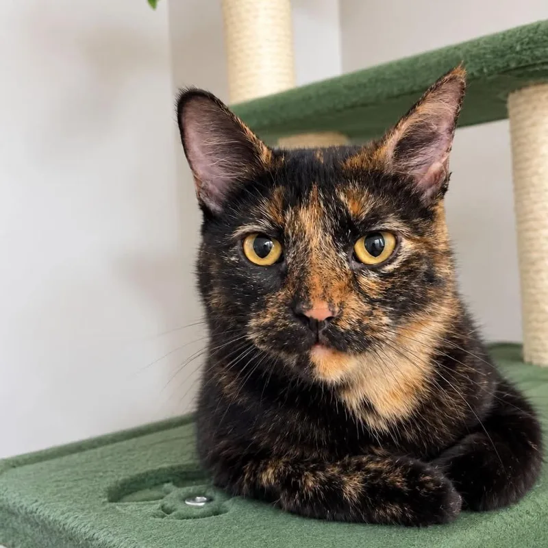 An adult small-sized female Black Domestic Short Hair cat named Una for adoption in Long Island City, NY