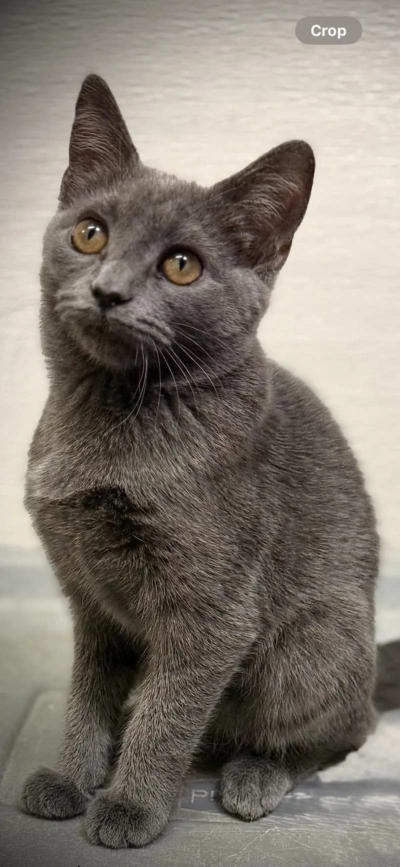 A baby medium-sized female Gray / Blue / Silver Domestic Short Hair cat named Liberty for adoption in Cary, NC