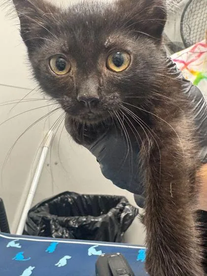 A baby small-sized female Domestic Short Hair cat named Elise for adoption in Sevierville, TN