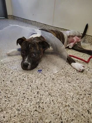 A young medium-sized male Pit Bull Terrier dog named Benji for adoption in Clarks Summit, PA