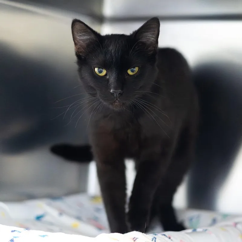 An adult medium-sized male Black Domestic Short Hair cat named Jager for adoption in Wilmington, DE